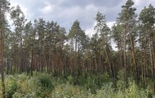 СМИ: сотрудникам СБУ незаконно отдали землю в Чернечем лесу (видео)