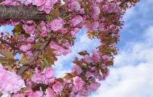 В Черновцах распустились сакуры (видео)