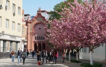 Куточок японського затишку в Україні: Ужгород зустрічає туристів цвітінням сакури