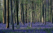 Знаменитий "Синій ліс" у Бельгії вкрився чарівним килимом з дзвіночків (фоторепортаж)