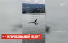 В гавань канадского города Ванкувер заплыли несколько хищных косаток (видео)