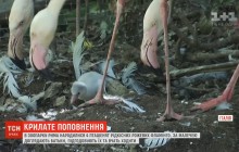 В Риме вылупились четверо птенцов редких розовых фламинго (видео)