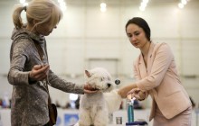 Чи можуть собаки впізнавати знайомі людські голоси: вчені провели рідкісне дослідження