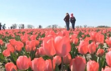 Херсонська "Голландія": на півдні України зацвіло понад двісті тисяч тюльпанів (відео)