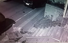 Храбрый кот победил стаю из шести собак и попал на видео