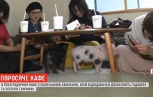 Поросячья радость: в Токио открыли кафе с маленькими свинками (видео)