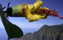 На Гавайях нашли уникальный цветок, считавшийся вымершим (видео)