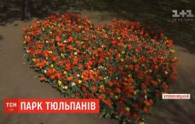 Более трех миллионов тюльпанов зацвело в Кропивницком (видео)