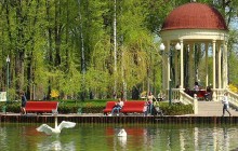 В харьковский пруд запустили лебедей (фото, видео)