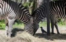 Відновлюючи репутацію: що Київський зоопарк готує відвідувачам до літнього сезону