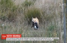 В Австралії знищать мільйони диких кішок (відео)