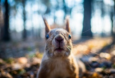 Такого не було з 19 століття: аномальне тепло у Києві третій день поспіль б'є рекорди