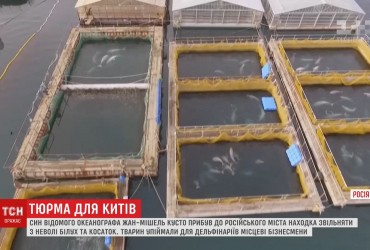 Син відомого океанографа Кусто взявся рятувати заґратованих в Росії китів (відео)