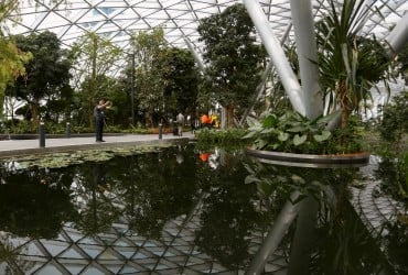 Сингапур посадит миллион деревьев на улицах: для чего это нужно