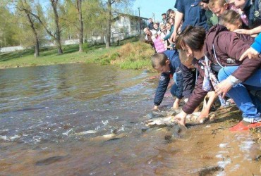 На Житомирщине в реки выпустили 2 тонны карпов, толстолоба и белого амура