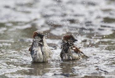 З'їдають багато сарани: орнітолог розповів, куди насправді зникли горобці