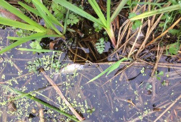 В Житомирской области вновь выявлена массовая гибель рыбы в реке Случь (фото)