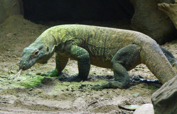 Індонезія заборонить туристам відвідувати один з островів через крадіжки комодських варанів