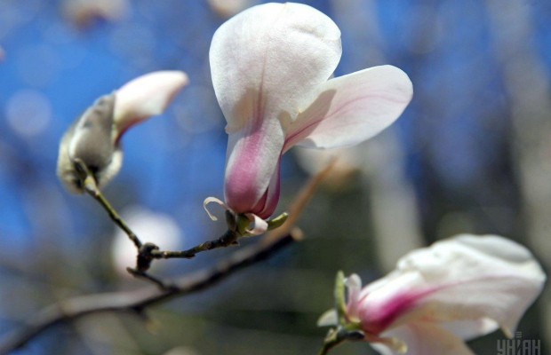 В Киевском ботаническом саду распустились первые магнолии (фоторепортаж, видео)