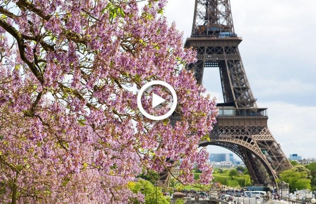 Токіо, Париж та Ужгород: коли цвіте сакура у різних куточках світу (відео)