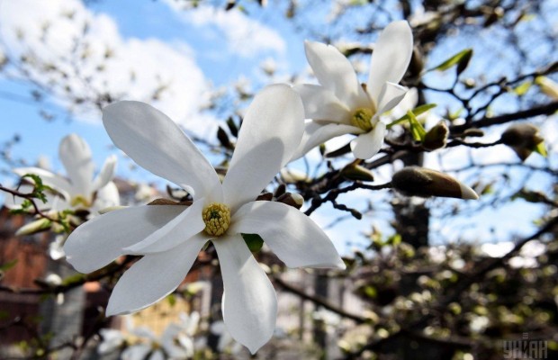 Ароматная красота: в Запорожском ботаническом саду зацвели магнолии (фоторепортаж)