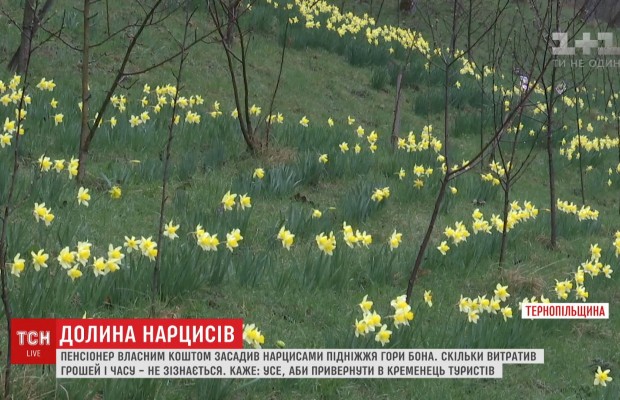 Долина квітів: пенсіонер засадив нарцисами підніжжя гори на Тернопільщині (відео)