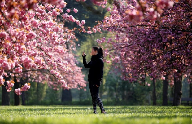 В Японии отменили фестиваль цветения и любования сакурой из-за коронавируса