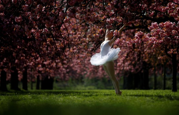 В Париже зацвела сакура (фоторепортаж)