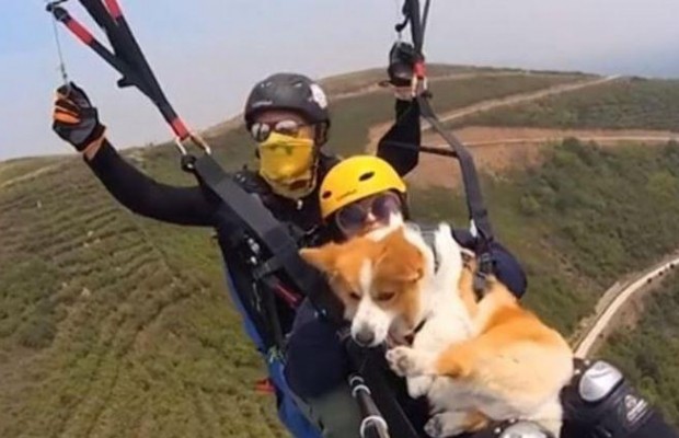 В Китае предлагают совершить экстремальный полет с собачкой корги (видео)