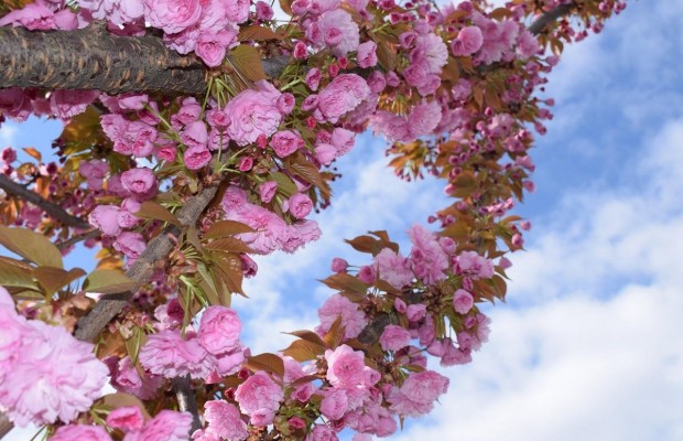 В Черновцах распустились сакуры (видео)