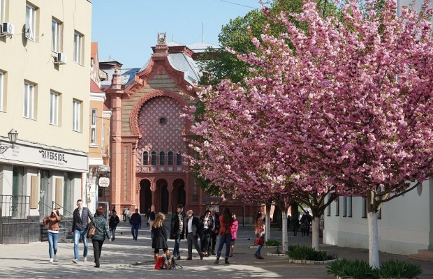 Куточок японського затишку в Україні: Ужгород зустрічає туристів цвітінням сакури
