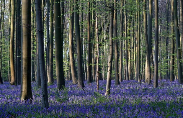 Знаменитый "Синий лес" в Бельгии покрылся удивительным ковром из колокольчиков (фоторепортаж)