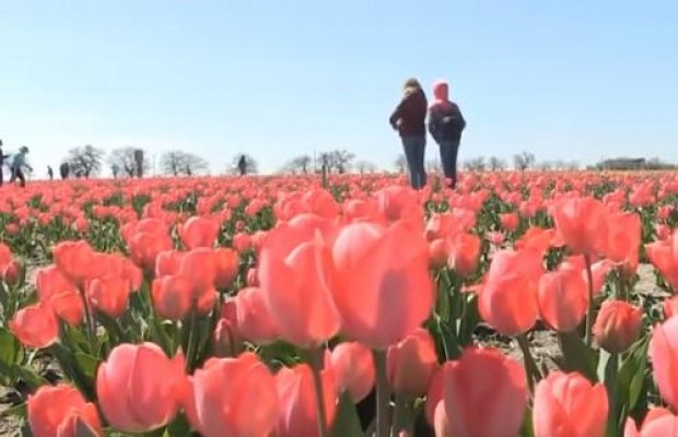 Херсонская "Голландия": на юге Украины зацвело более двухсот тысяч тюльпанов (видео)