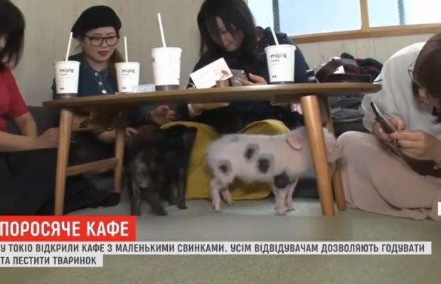 Поросяча радість: у Токіо відкрили кафе з маленькими свинками (відео)