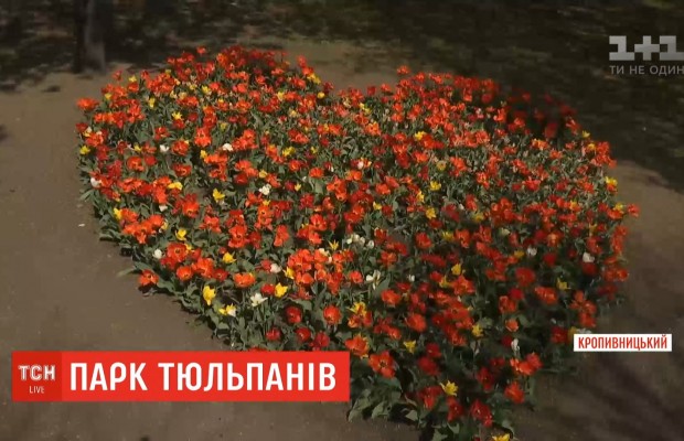 Понад три мільйони тюльпанів зацвіло у Кропивницькому (відео)