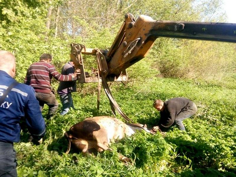 На Тернопільщині врятували корову, яка провалилася в триметровий колодязь (фото) На Тернопільщині врятували корову, яка провалилася в триметровий колодязь (фото)