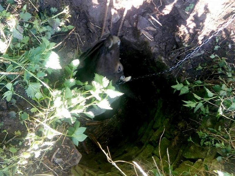 На Тернопільщині врятували корову, яка провалилася в триметровий колодязь (фото) На Тернопільщині врятували корову, яка провалилася в триметровий колодязь (фото)