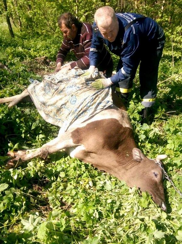 На Тернопільщині врятували корову, яка провалилася в триметровий колодязь (фото) На Тернопільщині врятували корову, яка провалилася в триметровий колодязь (фото)
