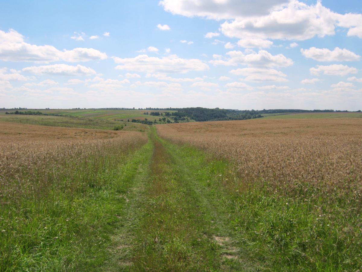 Околиці села Гніздичне / commons.wikimedia.org Околиці села Гніздичне / commons.wikimedia.org