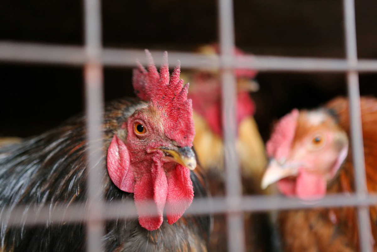 Украина вернулась в ТОП-3 крупнейших экспортеров курятины в Евросоюз / REUTERS