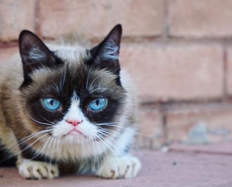 Кошка была очень популярной в сети / фото instagram.com/realgrumpycat