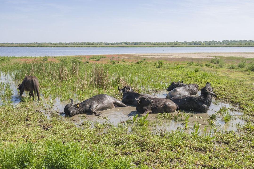 Водяные буйволы своего рода - «архитекторы природы» / фото Rewilding Ukraine Водяные буйволы своего рода - «архитекторы природы» / фото Rewilding Ukraine