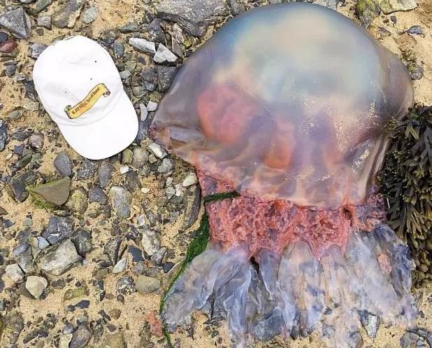 Медуза была огромная / фото Ken Townend