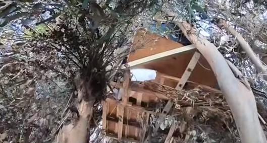 Бездомные живут прямо на деревьях / скриншот видео ТСН