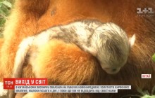 В китайском зоопарке впервые показали малыша редкой золотой курносой обезьяны (видео)