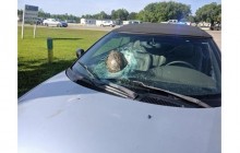 У США черепаха на страшній швидкості пробила лобове скло автомобіля (відео)