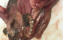 Риба "допомогла" чоловікові покликати дівчину заміж (фото)