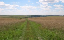 На Тернопільщині у полі знайшли тіло 88-річної жінки, яку розшукували з 1 травня