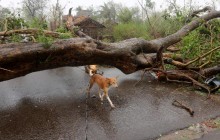 Число жертв тропического циклона "Фани"  в Индии возросло до 64 человек