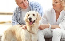 Розмовляти з тваринами - корисно для здоров'я, вважають експерти